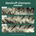Shop Verb Dandruff Shampoo with Salicylic Acid - 8 oz / 355 ml Online - Best Price & International Shipping - Buy Online on GoSupps.com