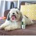BugMD Flea and Tick Concentrate (4 oz) | Essential Oil-Based Formula for Dogs, Cats, and Furred Animals | Controls Fleas, Ticks, Mites | Spray for Pet Beds and Kennels | Pack of 1 - Buy Online on GoSupps.com