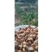 shopland Ayd n Mountain Fig Organic without any medicine 1 Kg (KEEP IN THE REFRIGERATOR) - Buy Online on GoSupps.com