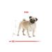 Royal Canin Pug Adult 1.5 Kg. TazeMama Express5763 - Buy Online on GoSupps.com