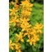Ancient Healing St. John's Wort Oil - (20 Ml) - Buy Online on GoSupps.com