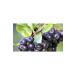 BAZAAR 4 Aronia Fruit - Aronia Dried 675 gr - Buy Online on GoSupps.com