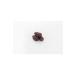 shammou JERUSALEM DATE/ L - Buy Online on GoSupps.com
