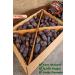 Tatgah Jerusalem Date Jumbo Size 5 Kg - Buy Online on GoSupps.com