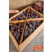 Tatgah Jerusalem Date Jumbo Size 5 Kg