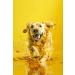 Docho Fish Oil with Omega 3 and 6 for Cats and Dogs 200 ml - Buy Online on GoSupps.com