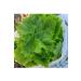 Agricultural and Animal Products VINE LEAF IN BRINE 5 KG - Buy Online on GoSupps.com