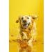 Docho Fish Oil for Cats and Dogs 200 ml and Coat Health Support Drops for Dogs 50 ml - Buy Online on GoSupps.com