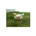 Fereketlimama Chick Growth - Development Feed - 4 Kg - Granules - Buy Online on GoSupps.com