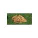 Nature Plan Red Branch Millet 1 kg - Buy Online on GoSupps.com