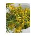 BEYPAZARI LOCAL PRODUCTS St. John's Wort Oil 100 ml - Buy Online on GoSupps.com