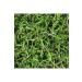NATURE'S BLESSING ZAHTER WILD THYME - MOUNTAIN THYME ORGANIC 1 KG - Buy Online on GoSupps.com