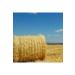 Nebula Rodent Barley Straw - 3kg - Buy Online on GoSupps.com