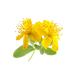 Balen St. John's Wort Oil (MACERATING) 250 ml - Buy Online on GoSupps.com
