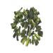 HATAY VILLAGE PRODUCTS Dried Gherkin (ANCUR) 1 Bunch