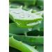 Trinova Aloe Vera Moisturizing Soothing Gel - Buy Online on GoSupps.com