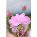 Zahika Rose Essence Youth Serum - Buy Online on GoSupps.com