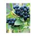 Aroberry NURS Aroberry Tea 20 pieces 10 days - Buy Online on GoSupps.com