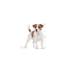 Royal Canin Mini Adult Dog Food 2 Kg - Buy Online on GoSupps.com