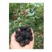 Our Black Sea Blackberry Jam from nature to table (0.300 grams) - Buy Online on GoSupps.com