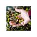 Tari North Aegean Natural Extra Virgin Olive Oil 1000 ml - Buy Online on GoSupps.com