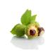 Balen Horse Chestnut Extract - Buy Online on GoSupps.com