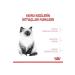 Kitten 4 kg Kitten Cat Food - Buy Online on GoSupps.com