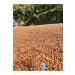 Nactumu Direct Harvest 2024 August Harvest Ordu 1st quality Shelled Hazelnuts - 500gr