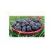 Hakikat Organic Acve Prophet Date Medina Luxury 1kg