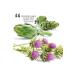 D NAM S Dinamis Standardized Extract Artichoke Milk Thistle 60 Capsules - Buy Online on GoSupps.com