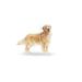 Royal Canin Dog Golden Retriever Dog Food 12 Kg - Buy Online on GoSupps.com