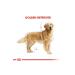 Royal Canin Dog Golden Retriever Dog Food 12 Kg - Buy Online on GoSupps.com