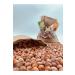 geniuspond Agnesgp Premium 2024 Giresun Oily Shelled Hazelnuts 56 Yield (1 KG) - Buy Online on GoSupps.com