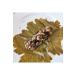 hataydangelir Stuffed Grape Leaves with Olive Oil - Buy Online on GoSupps.com