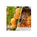 Dehre Lokman Apricot Kernel Cream 70gr (3 PIECES) - Buy Online on GoSupps.com