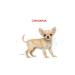 Royal Canin Puppy Chihuahua Puppy Food 1.5kg - Buy Online on GoSupps.com