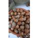 RADGX 3 KG HAZELNUT OILY HAZELNUT chubby hazelnut THIN SHELL HAZELNUT - Buy Online on GoSupps.com