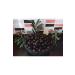 HAS ORGANIC Black Olives (New Crop 1kg)