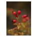 Efsoon Organics Dried Rosehip 500 gr (Naturally Dried Sifted Additive-Free) - Buy Online on GoSupps.com