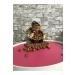 RADGX 250 Grams Hazelnuts in Shell + Teddy Bear Basket - Buy Online on GoSupps.com