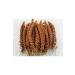 Biologist's Birdhouse Red Branch Millet (new Crop) 1st Quality 500 Gr