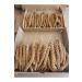 Biologist's Birdhouse Red Branch Millet (new Crop) 1st Quality 500 Gr - Buy Online on GoSupps.com