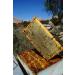 Bee Flavor Bitlis Yayla 1 Lath Honeycomb (AVERAGE 3200GRAM) - Buy Online on GoSupps.com