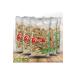 Pasha Nuts Roasted Pumpkin Seeds 200 gr X 5 Pieces (TRANSPARENT PACKAGE - TOTAL 1 KG) - Buy Online on GoSupps.com