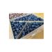 Healing Date Acve Medina 5 Kg - Buy Online on GoSupps.com