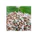 Pistachio Market Brown Pistachio 1 Kg - Buy Online on GoSupps.com