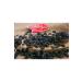 HALUK AYDIN DRIED FRUIT Kilis Black Seed Grapes 500 gr - Buy Online on GoSupps.com
