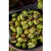 GurmeMarket Antep Green Olives 500 gr - Buy Online on GoSupps.com