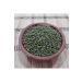 Bura an Garden Mung Beans 2 Kg - Buy Online on GoSupps.com
