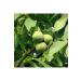 Gradiva 2024 Crop Thin Shelled Chandler Walnuts 3 Kg - Buy Online on GoSupps.com